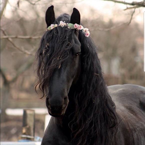 Meet your Posher, Karina - Picture 1 of 1